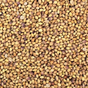 Chemical free dhaniya Seeds or Coriander